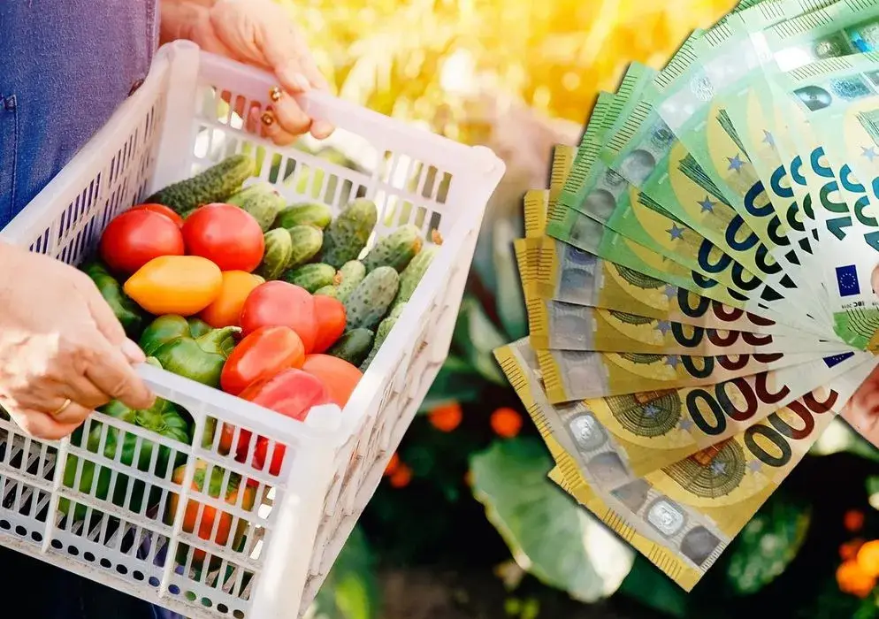 Ile można zarobić na zbiorach za granicą? Sprawdź realne zarobki