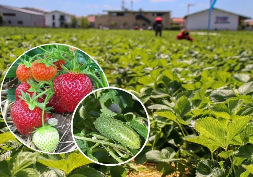 Ile można zarobić na zbiorach? Praca, która może Cię zaskoczyć