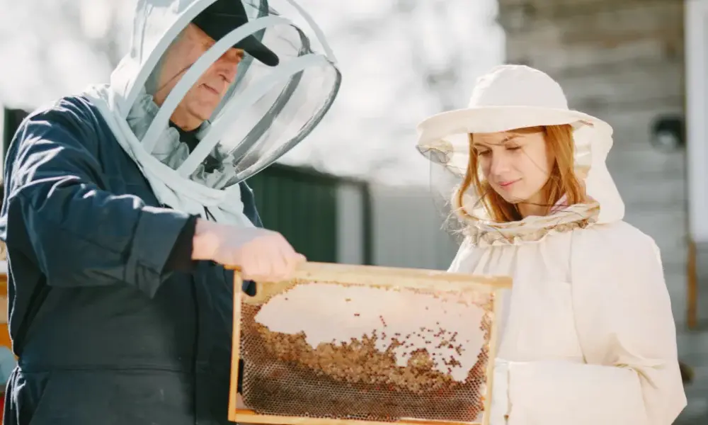 Ile można zarobić na pasiece? Sprawdź, co wpływa na zyski