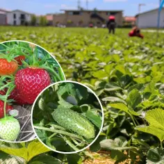 Ile można zarobić na zbiorach? Praca, która może Cię zaskoczyć