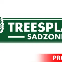 Ile można zarobić na choinkach? Sprawdź, czy to się opłaca