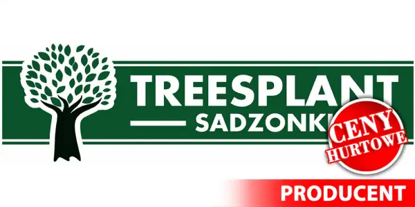 Ile można zarobić na choinkach? Sprawdź, czy to się opłaca